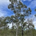Eucalyptus pachycalyx waajensis - Photo (c) Dean Nicolle, alguns direitos reservados (CC BY-NC), uploaded by Dean Nicolle