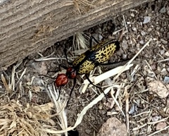 Tegrodera aloga