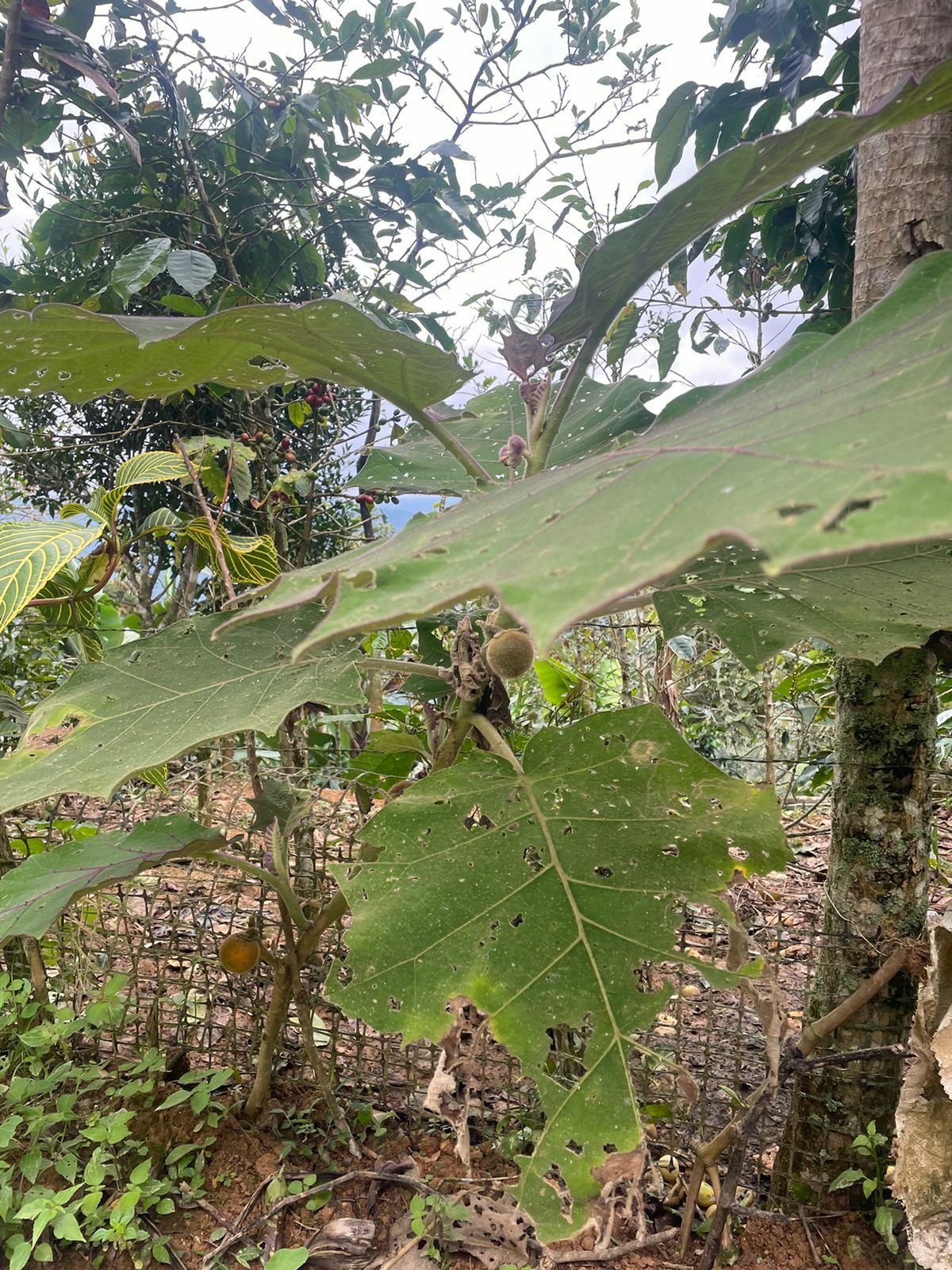 Solanum quitoense image