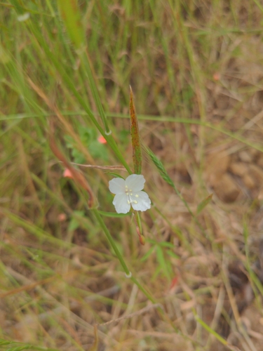 Image of Clarkia epilobioides by no rights reserved
