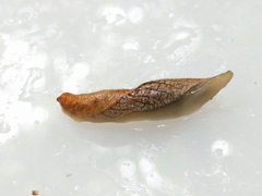 Prophysaon vanattae