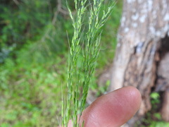 Limnodea arkansana