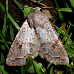 Orthosia revicta