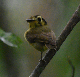 Platyrinchus coronatus coronatus