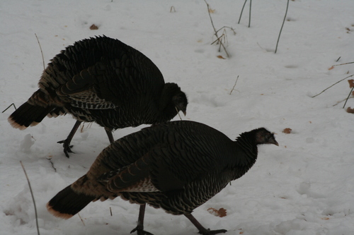 Wild Turkey photographed in Utah