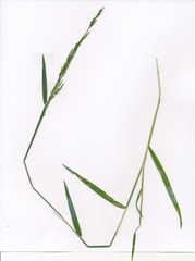 Limnodea arkansana