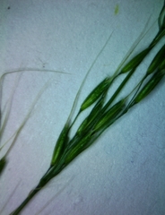 Limnodea arkansana
