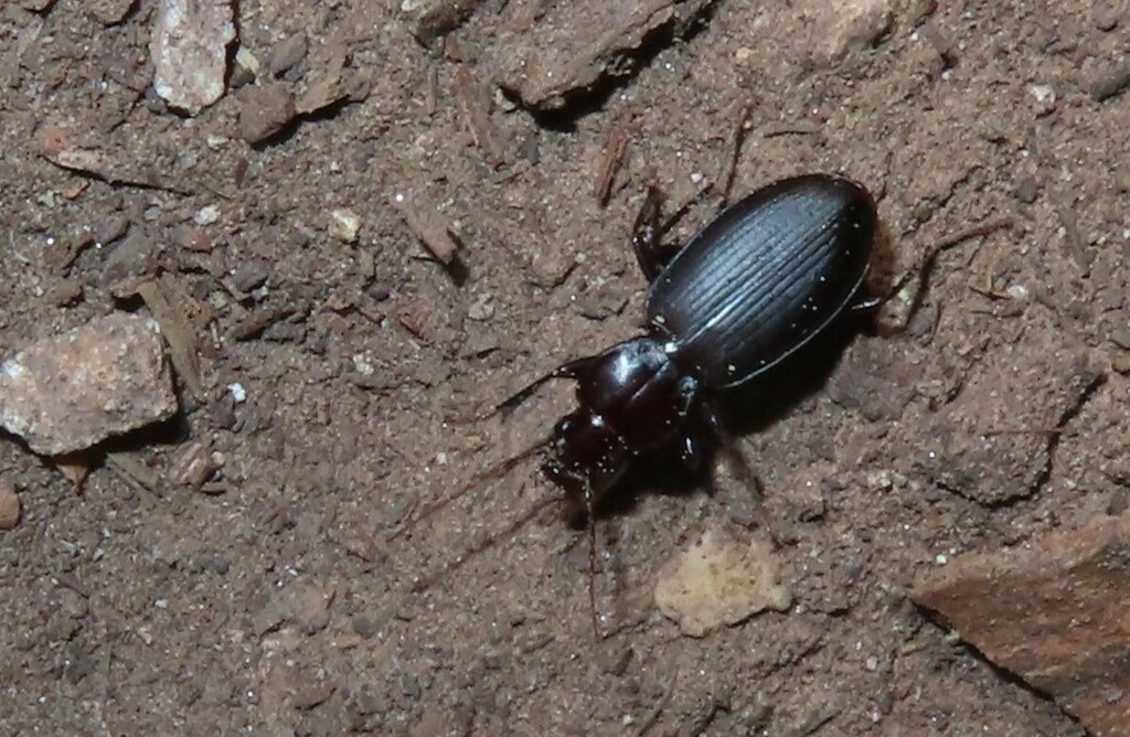 Synuchus dubius