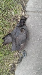 Fulica americana