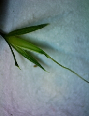 Limnodea arkansana