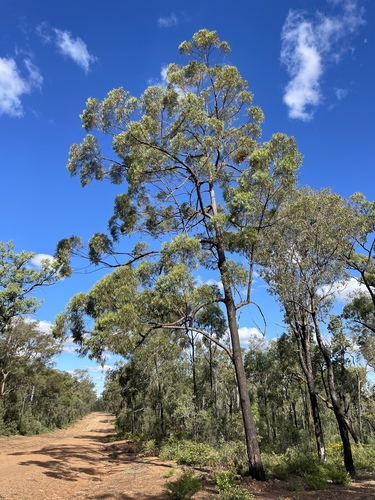 Eucalyptus baileyana F.Muell.