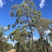 Eucalyptus baileyana - Photo (c) Dean Nicolle, algunos derechos reservados (CC BY-NC), subido por Dean Nicolle