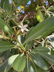 Clusia-leaf Casasia (Casasia clusiifolia)