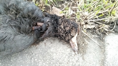 Fulica americana