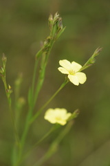 Linum medium