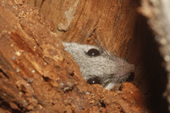 Peromyscus simulus