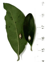 Balta bicolor