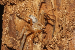 Curicaberis culiacan