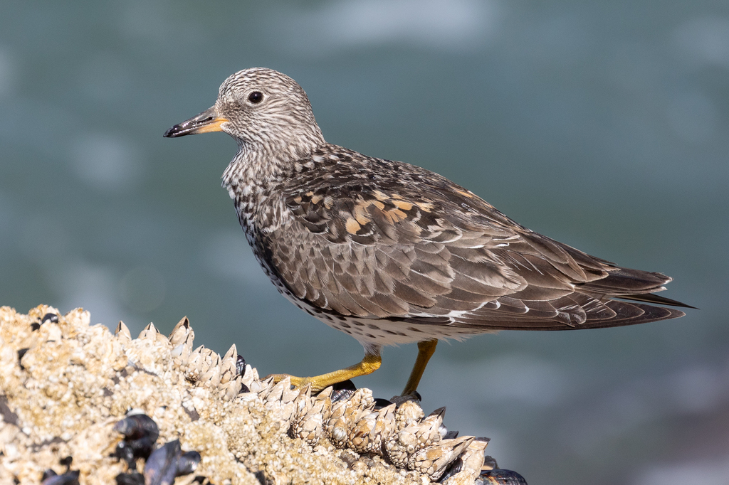 Surfbird photo