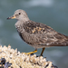 Surfbird - Photo (c) Ken Chamberlain, some rights reserved (CC BY-NC), uploaded by Ken Chamberlain