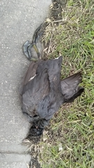 Fulica americana