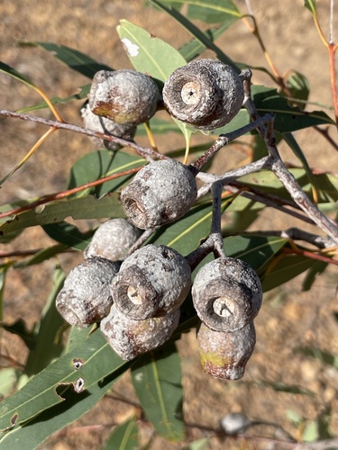 Henderson's Bloodwood (Corymbia hendersonii)
