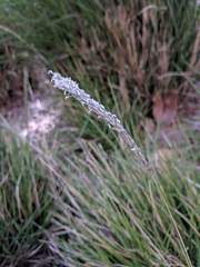Sesleria autumnalis