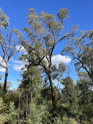 Eucalyptus rubiginosa