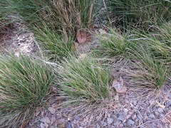 Sesleria autumnalis