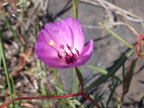 Glandular clarkia (Clarkia arcuata)