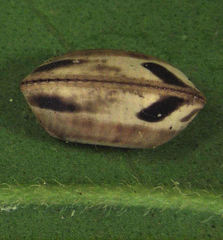 Balta bicolor