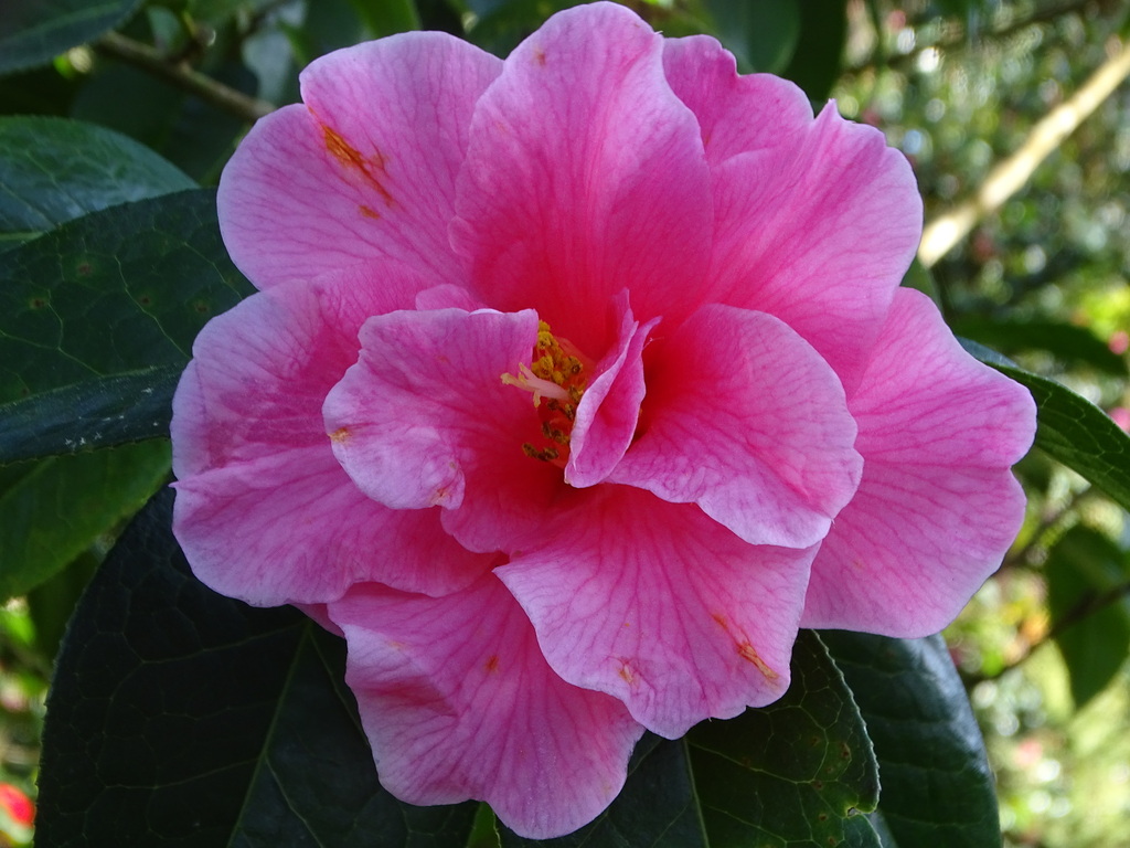 Camellia reticulata in February 2024 by vleidi. Camellia Reticulata ...