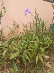 Ruellia