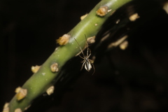 Neopisinus cognatus