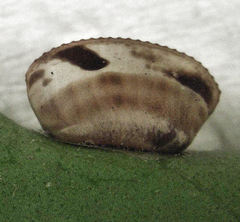 Balta bicolor
