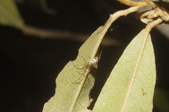 Neopisinus cognatus