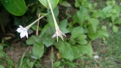 Nicotiana plumbaginifolia