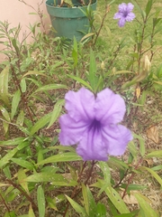 Ruellia