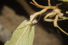 Neopisinus cognatus