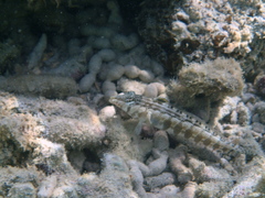 Parapercis australis