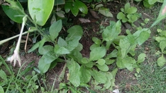 Nicotiana plumbaginifolia