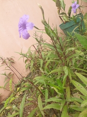 Ruellia