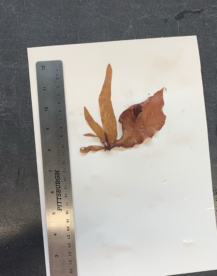 Mazzaella californica