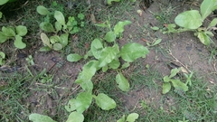Nicotiana plumbaginifolia