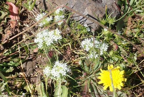 Image of Navarretia leucocephala by no rights reserved