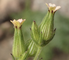 Behenantha