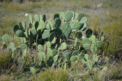 Image of Opuntia megapotamica by (c) Lauu, some rights reserved (CC BY)
