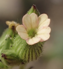Behenantha