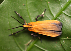 Lycomorphodes