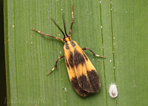 Lycomorphodes suspecta